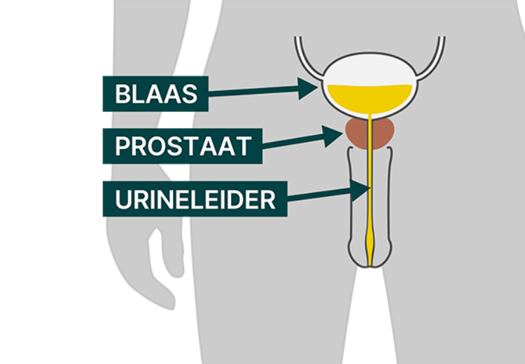 Tips om je prostaat op natuurlijke wijze te ondersteunen