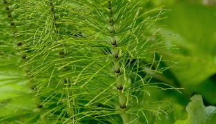 Hair Grow productverpakking