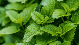 Sanaforte productverpakking