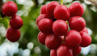 Sanaforte productverpakking